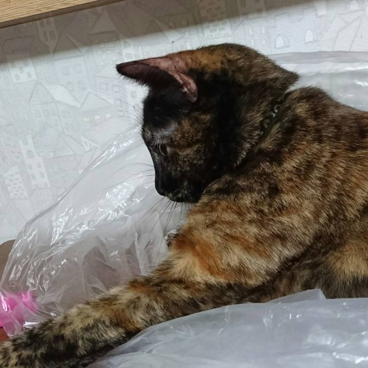 3ea085be e7ca 43f9 96ed 1f970b399c19