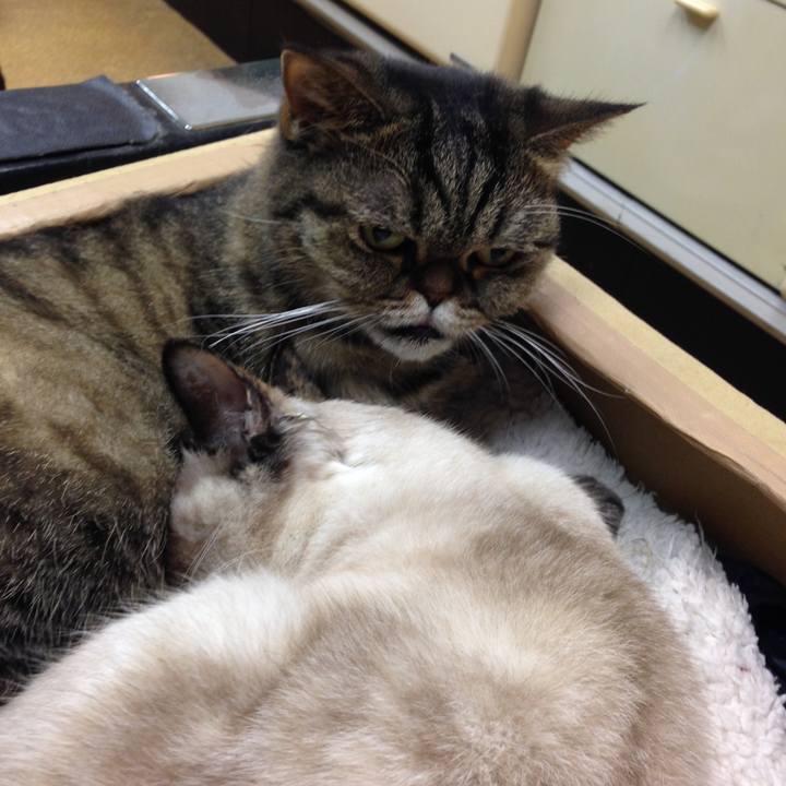 3ea5ae2c b8c7 447e a3ea f430a790a899