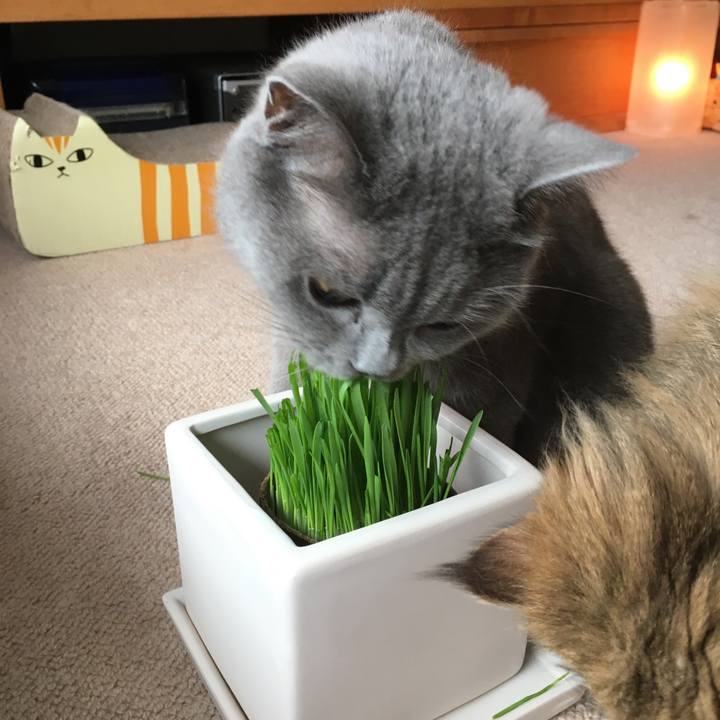 3eab390a b1be 4772 a95f 9ac7d588b6af