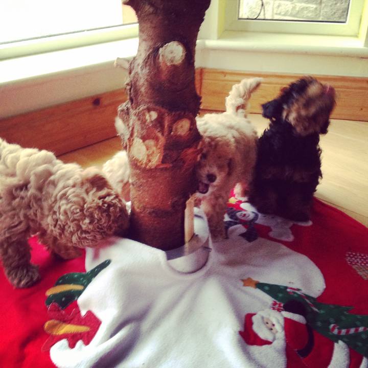 3ead2dcf 3597 4431 b0d5 4d64a5030384