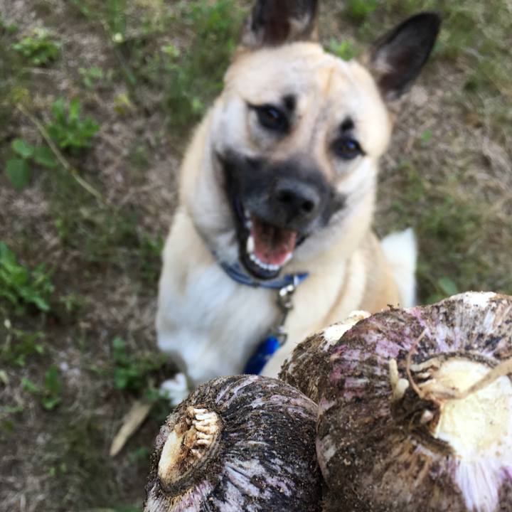 3eb437d3 6075 44b8 bbe8 1e4c7d77b888