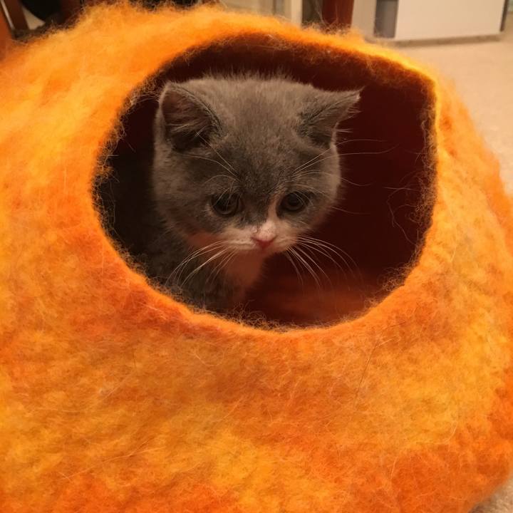 3ebd2bd4 2a68 4cf2 9824 aaff25a843c0