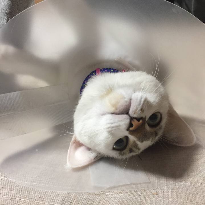 3ece0f63 ad6b 4355 9b81 3cecf49ae92c