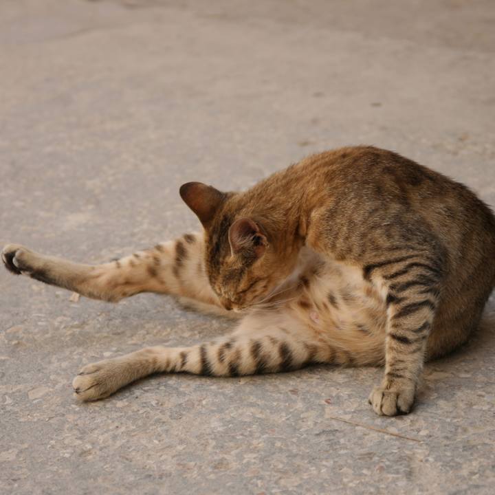 3ecec553 1770 4338 852c 5b880f7fad34