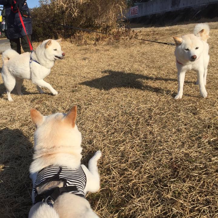 3ee9394d 3cee 460a 818a 77d7874c22ed