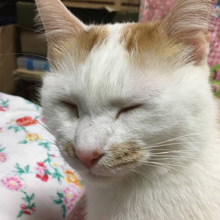 3ef8fea2 0589 4269 ade3 6db6724a509c