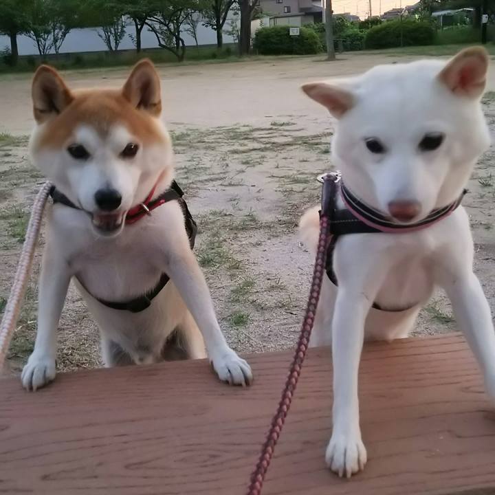 3f0b24c7 590c 4a44 aa3b d2752022f703