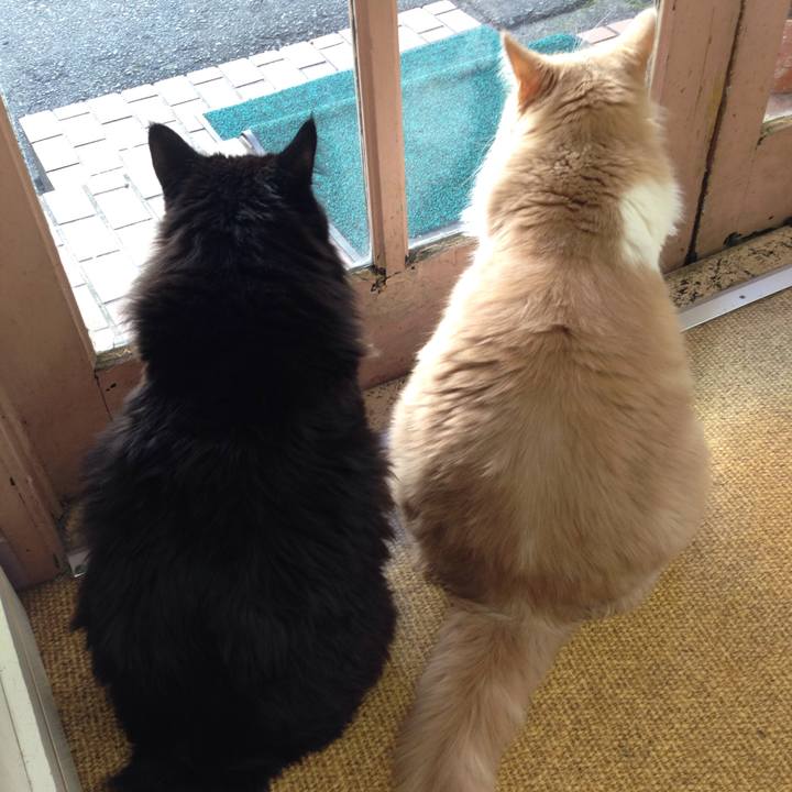 3f274a61 c9c6 4bdd a64b 0342b2e1590b