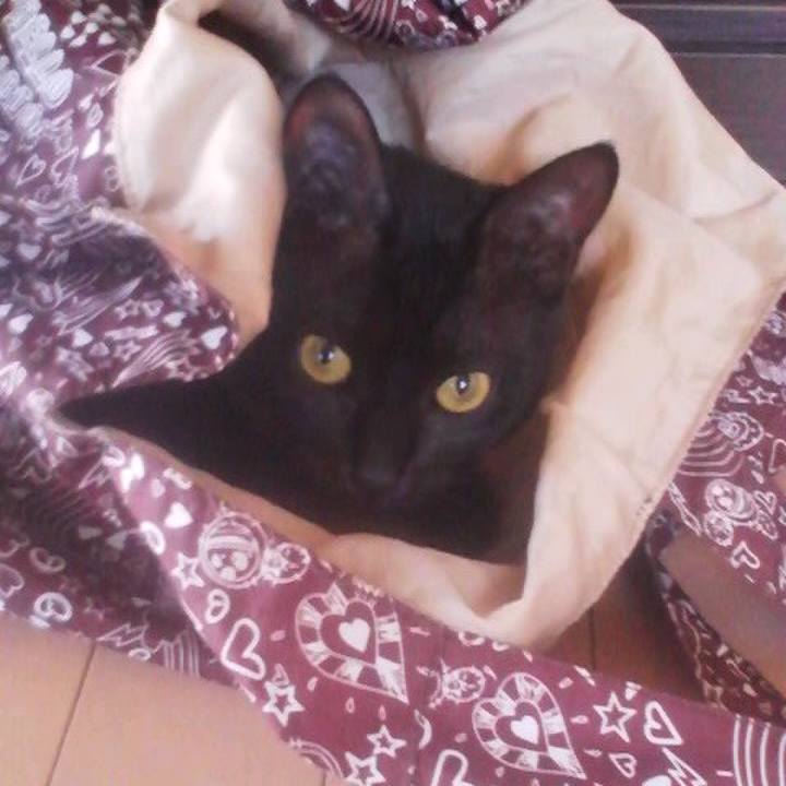 3f41a77a a01b 4369 bc8e 476a190a74e8