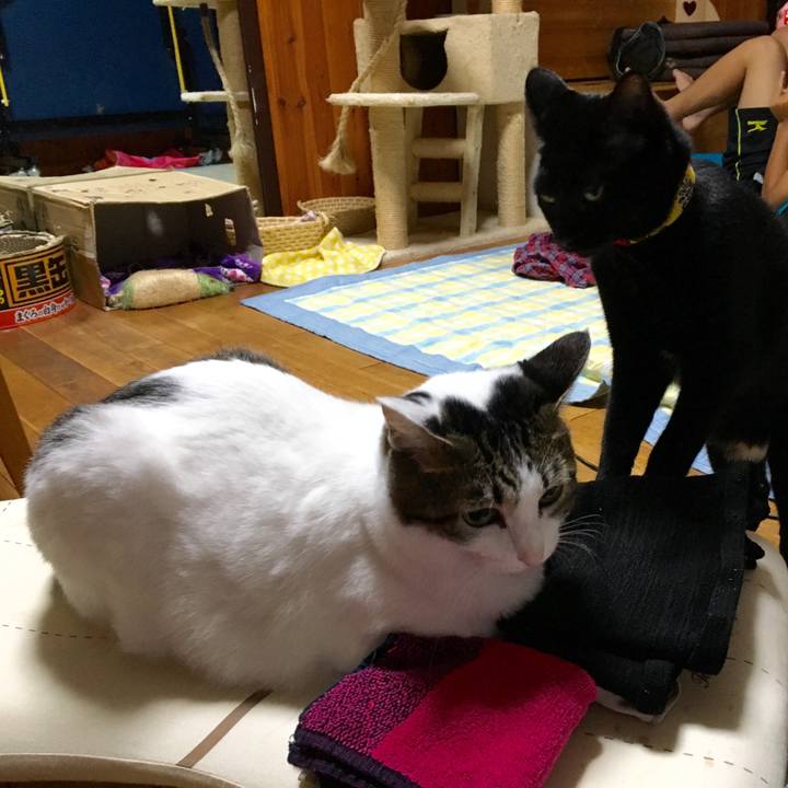 3f452123 fd0e 494f b645 4c865c778194