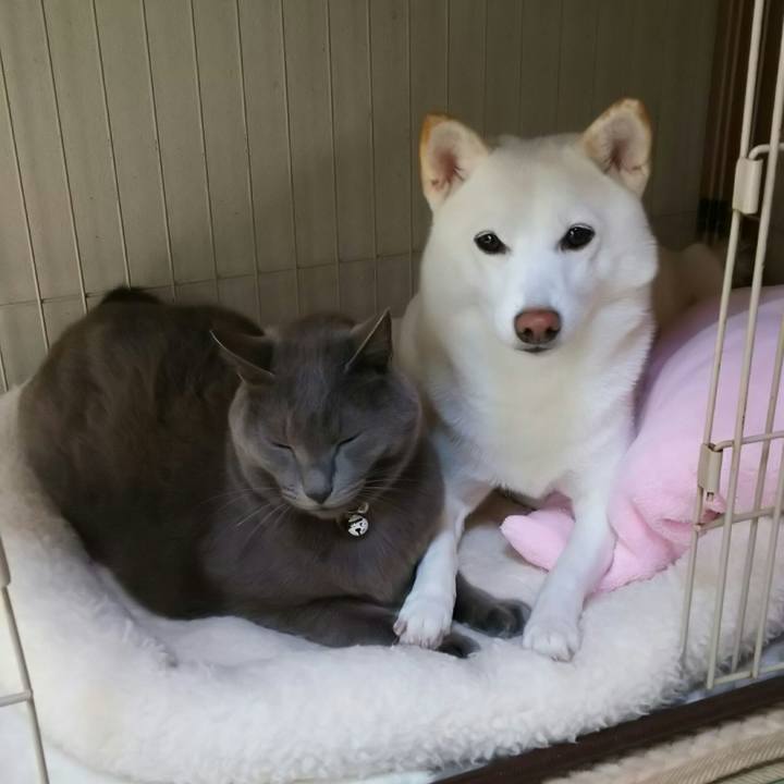 3f4b98d8 c37d 4bb1 b04c 31d5590d5534