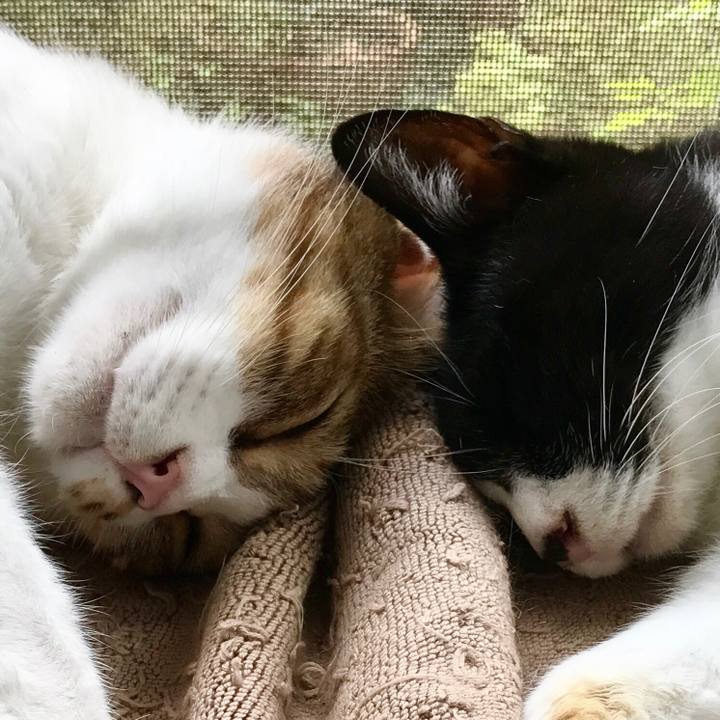 3f4f47fe a8c5 442b a0bd 3ae06fd986d2