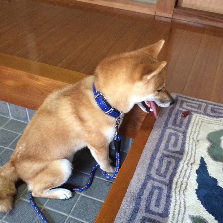 3f612331 a702 44ba a7fc db116a1456c3