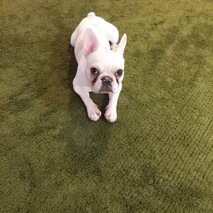 3f6221ef f46a 4b54 8fc6 1a5be400522f