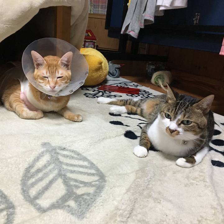 3f6f5372 1785 4047 b39b 53b6f2a19a71