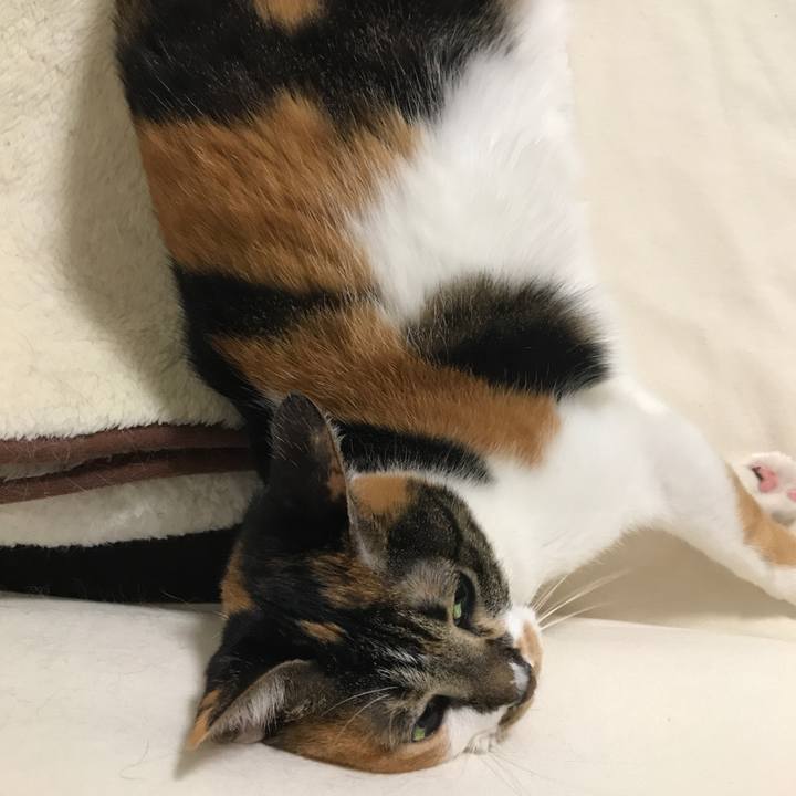 3f8ef302 3298 4e32 86d9 72673e6cb855