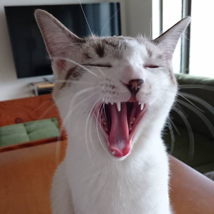 3fb23735 7c73 46a4 b740 37ec7c12c441