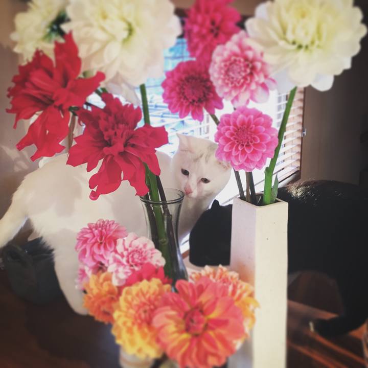 3fb5bb6a b19a 4bdf 805a 3a0f8f2933b5