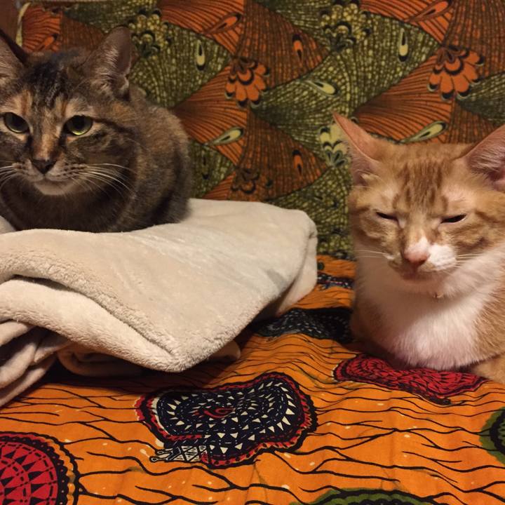 3fbc1135 fefb 476d bd9c 15f95f1e6145