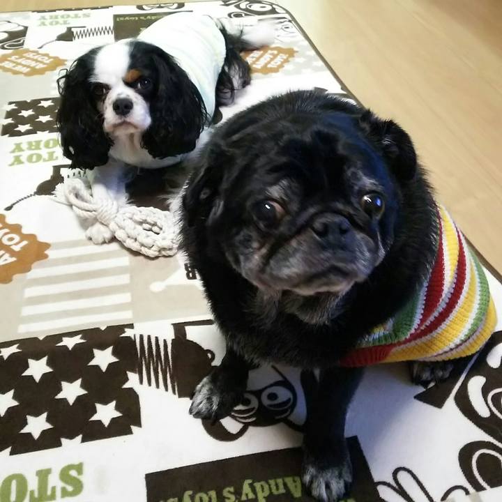 3fc0ea0c 73a6 40e2 8aa5 ef90561eb244