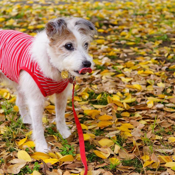 3fd4a50c 9e52 4f36 83ab 33af6cdc3aab