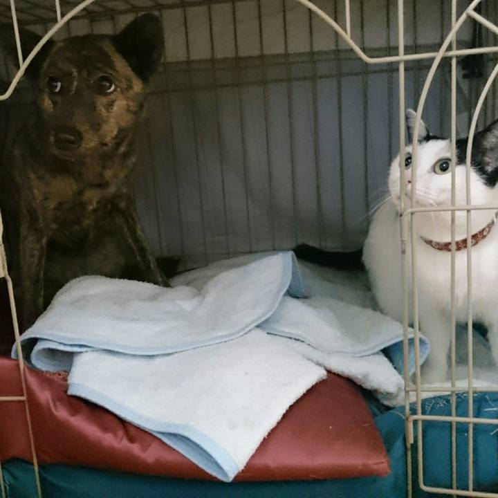 3fe8ea8b bfa0 4c75 a4d4 70c8b6029392