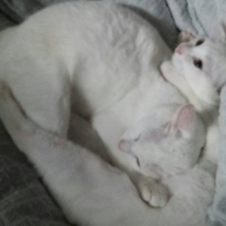 3feaaccc 48b2 463a 8af3 18db5a371aa5