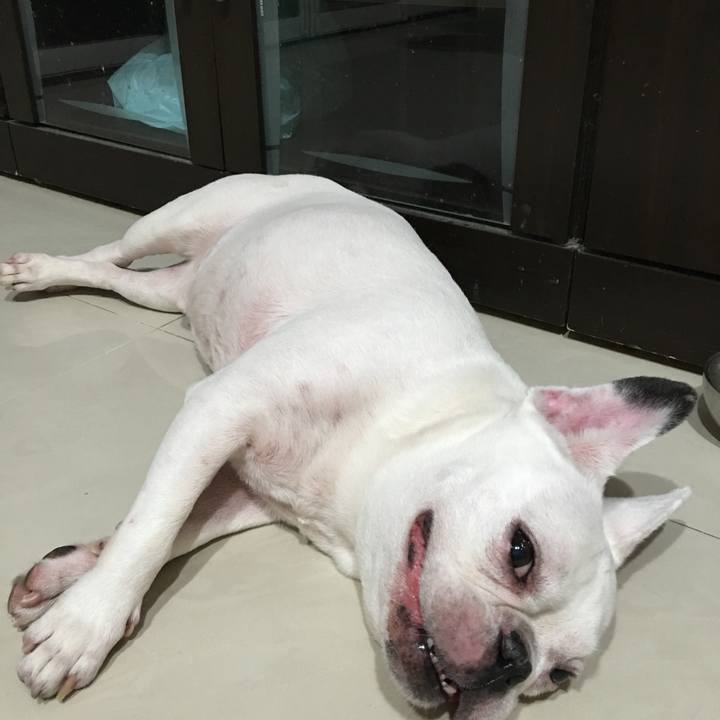 40045986 6dc8 43e3 b967 f3acc3d813dc