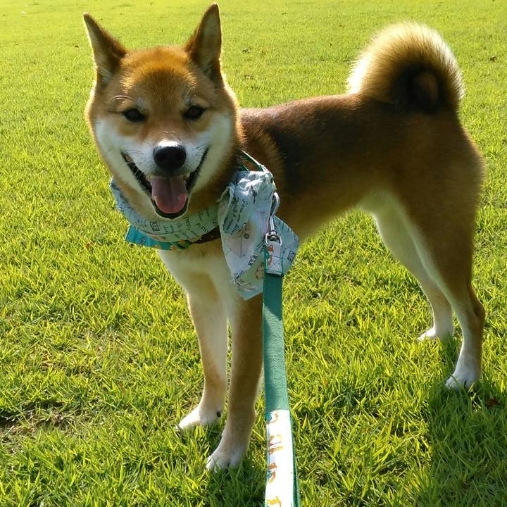 40089f1b b433 444f bb53 10d265a246e0