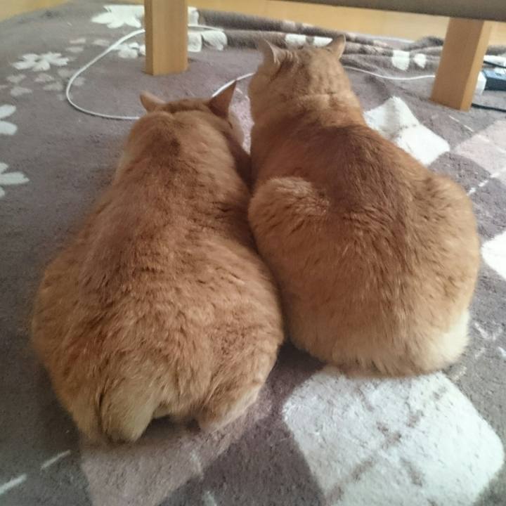 4010cc71 d910 4741 ada4 1bd621d43adf