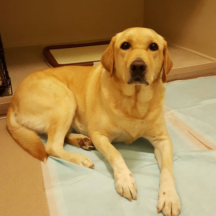 401911fd 524d 4b85 adaf d9f0e452c4b4