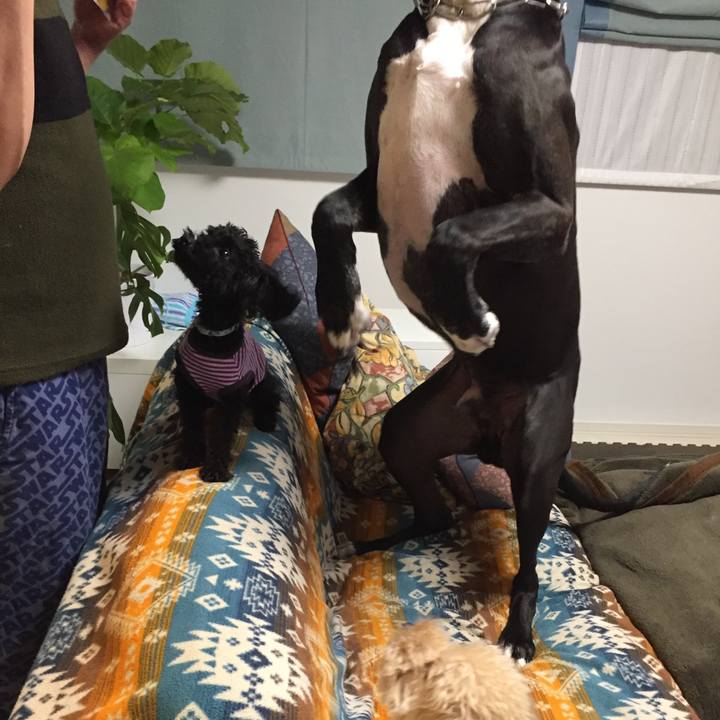 401e8995 32a4 484a a4d3 82c671c89818