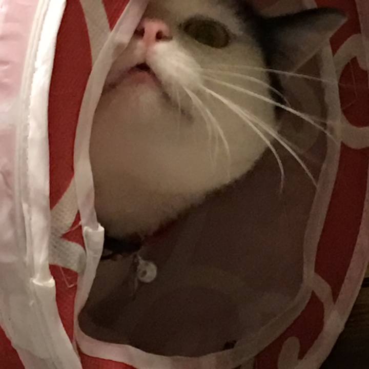 402039d9 8414 4a2c af65 ca21ae70ed94