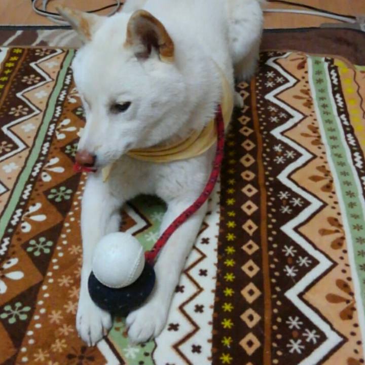 4024fcd2 b367 4c6e be50 49154dba18ef