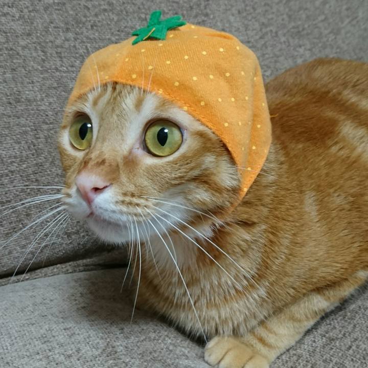 402846ad 9fc9 47d5 b03a 81246332b340