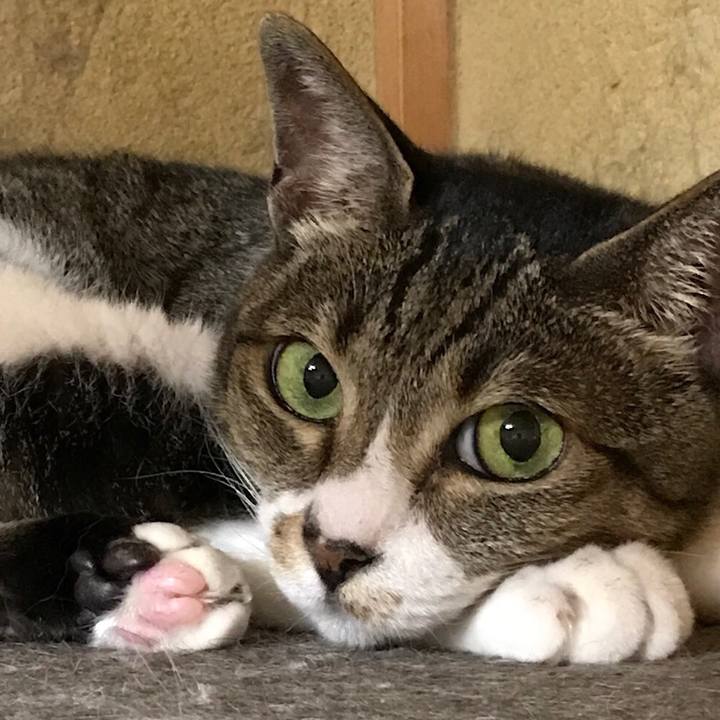 402d2c5e cbfc 4410 baae 09baa9382c7b