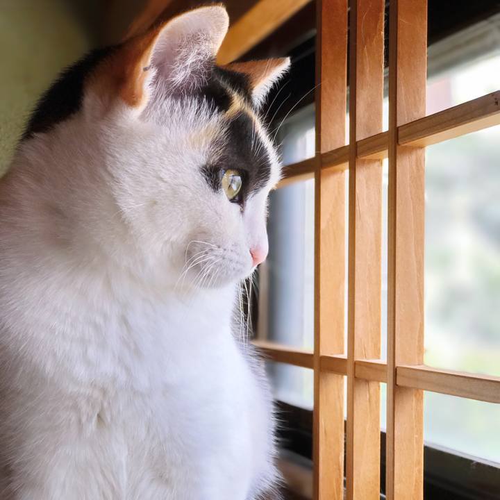 402e4b25 add7 4048 a06c 63ca3644a2da