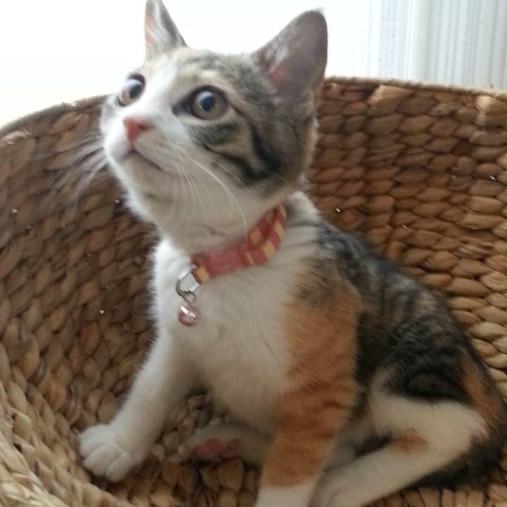 4030900f 4d55 4949 ad2a 4d2d9fce3561