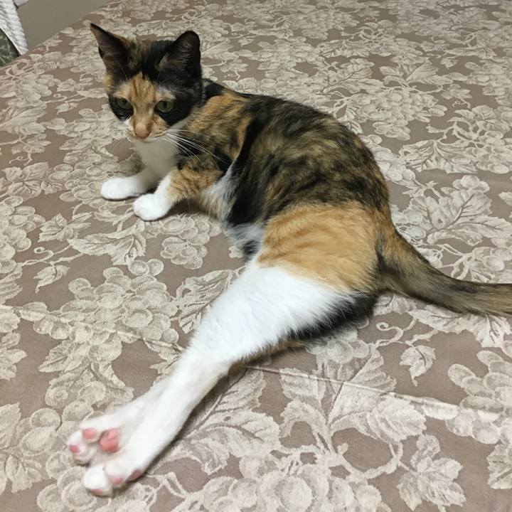 403246e5 be2a 471b b9ef 03b924bc262b