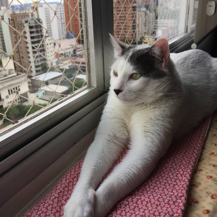 4032cd43 4a6c 4706 8a4a 5037c5c6d524