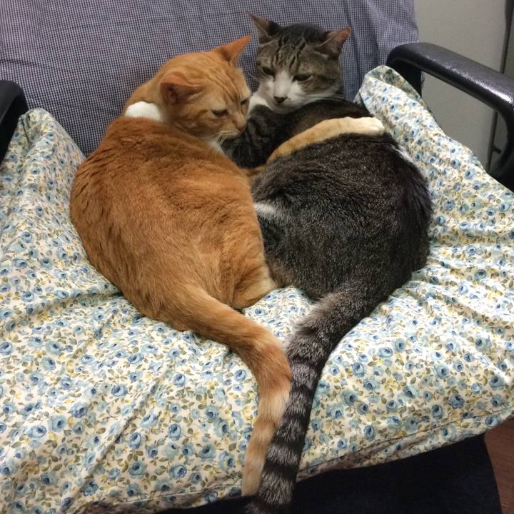 4037f06b f729 4df3 ae8c 072217f5db09