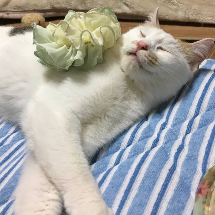 403858e0 84a3 429e b4cd 8cd5a335ef68