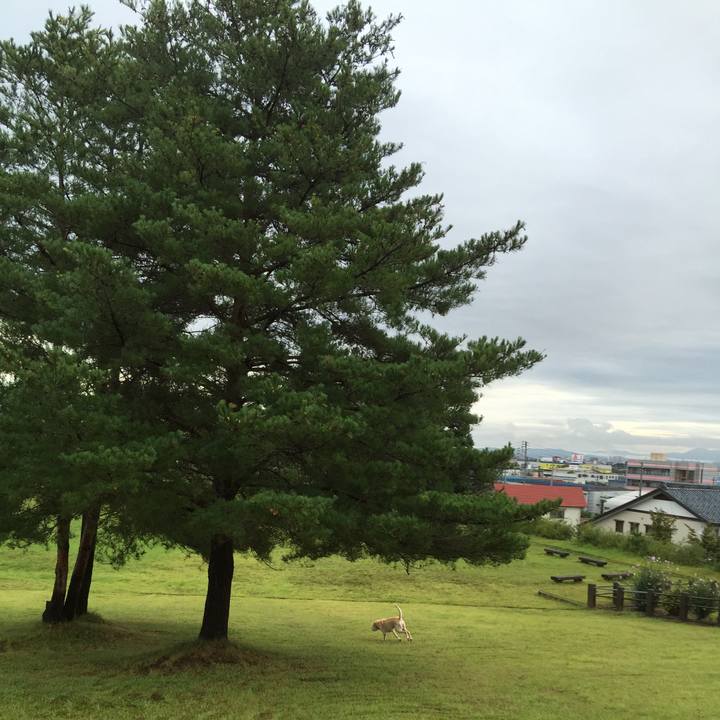 403b4926 86be 4fd8 87d7 e29b905080ca