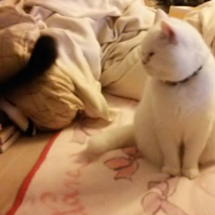 404692f8 24f7 42cb 9438 3a4dfd476eb8