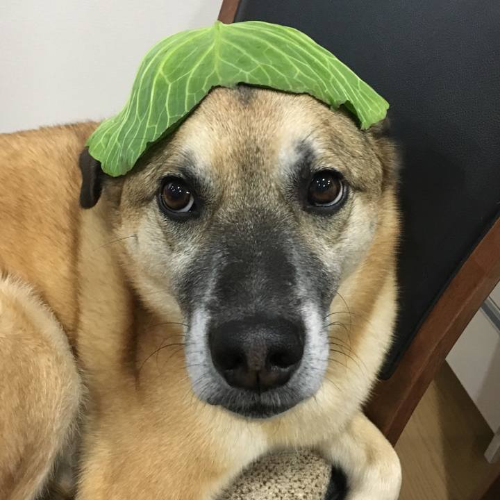 4051dceb d222 424c adad a343741d74d5