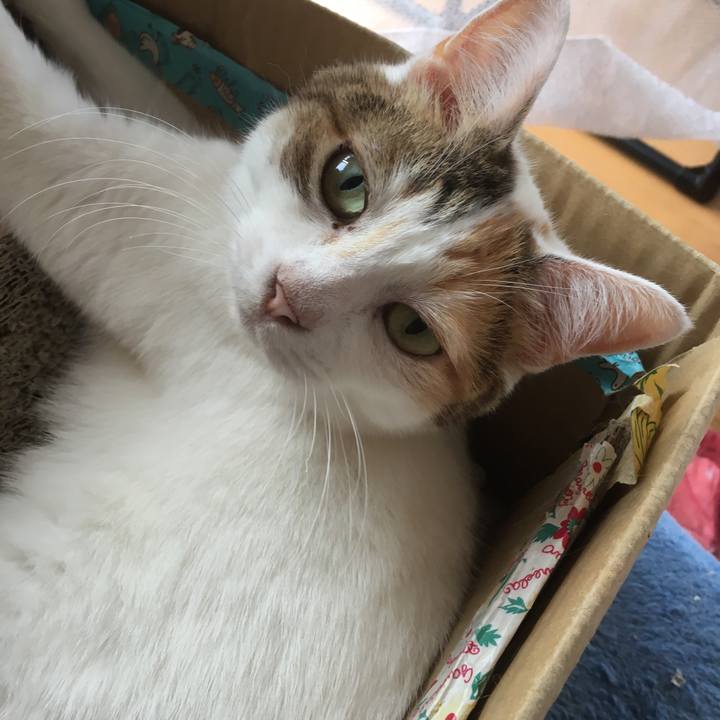 4052d3bf c436 4fc9 863e 854cdebd89eb