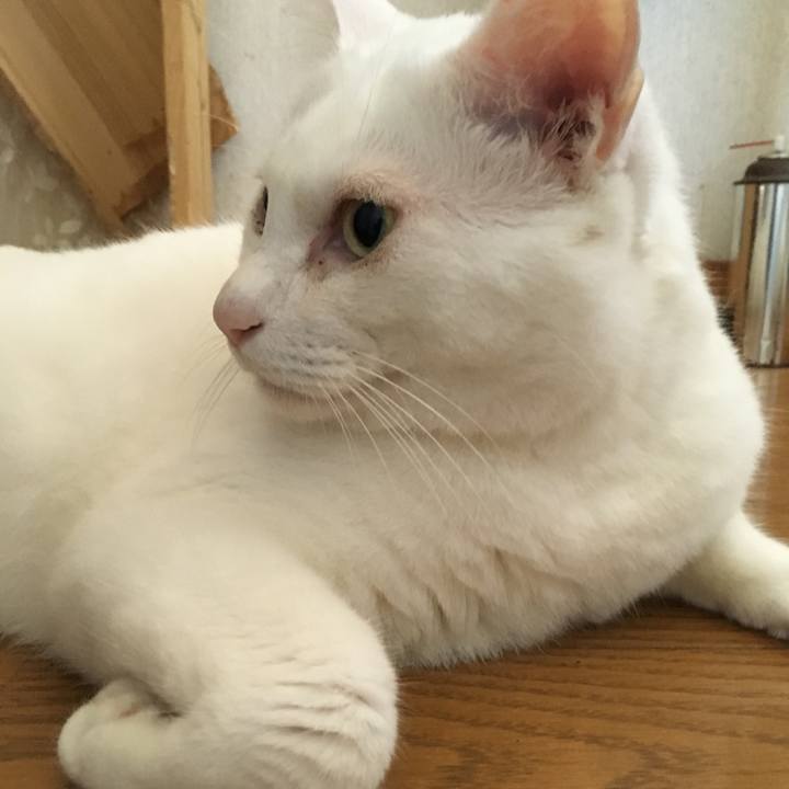 4064b604 dec7 44f6 b34f 815829bd49b0