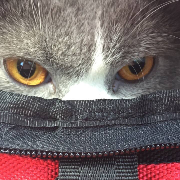 4066189d 0c72 42cc bf94 647e1b7375ec