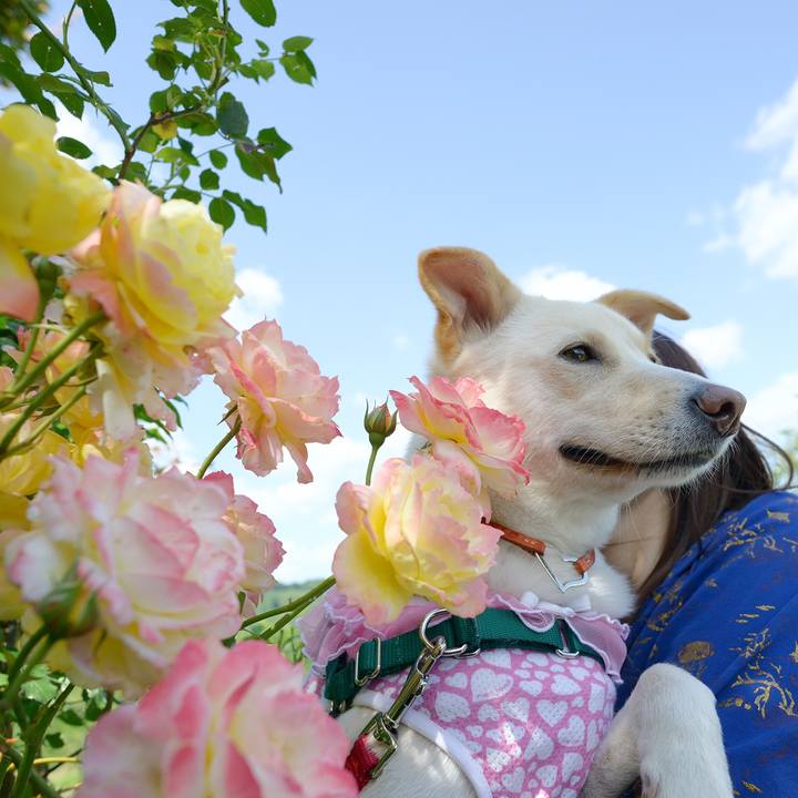 4072f9fd e6a6 441b 939e 259fe23963cc