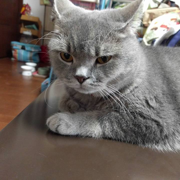 408ea285 381c 485c a333 966f390020d7